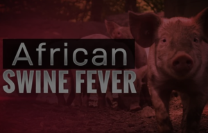 African Swine fever outbreak under control