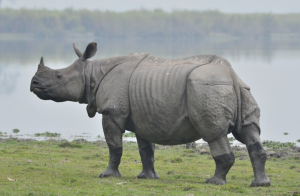 Rhino census halted due to funding shortage