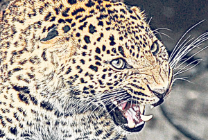 Minor killed in leopard attack