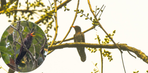 New bird species spotted in Ilam, total number of bird species found in Nepal reaches 899