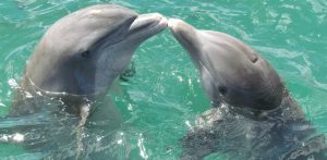 Dolphin census begins in Saptakoshi River