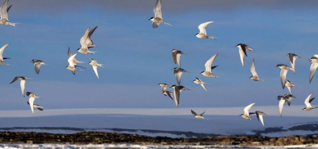 Migratory birds start hatching