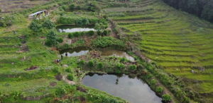 Foreign returnee initiates fish farming utilizing skills gained abroad