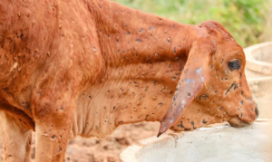 African swine flu and lumpy skin confirmed in Mechinagar