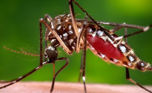 Seven malaria cases reported in Chitwan in one year