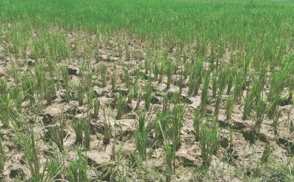 Prolonged Drought Leaves Mahottari Farmers in Distress