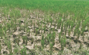 Prolonged Drought Leaves Mahottari Farmers in Distress