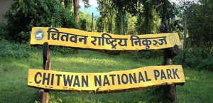 CNP records 83 wildlife deaths in a year
