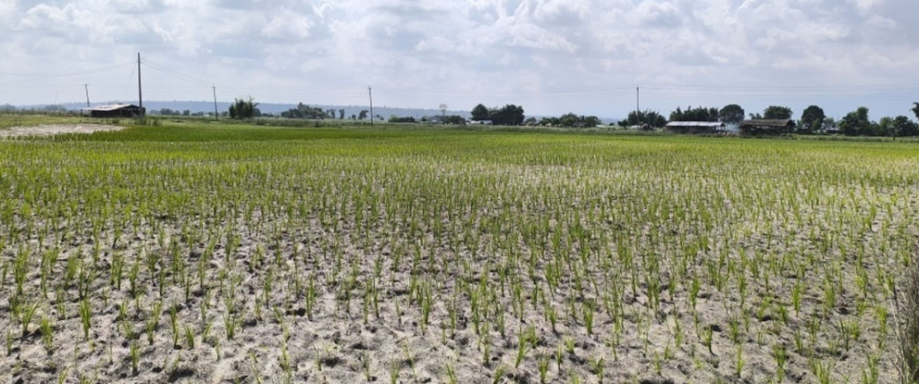 AIN Nepal active to help address drought in Madhesh