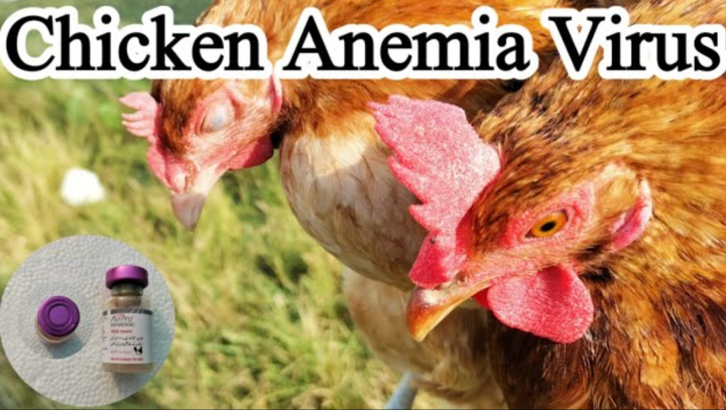 Chicken anemia virus detected in Chitwan
