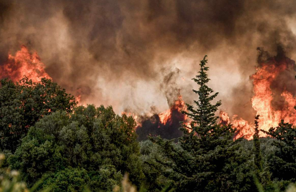 Wildfire damage in EU quadruples to nearly 900,000 hectares from last year
