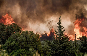 Wildfire damage in EU quadruples to nearly 900,000 hectares from last year
