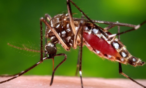 Dengue risk rising in hills too, 7 infected in Baitadi
