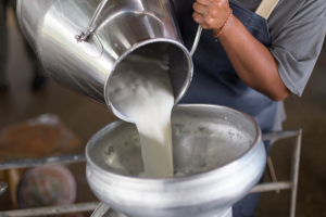 Cash incentives to increase milk production