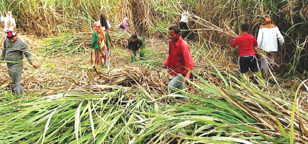Subsidy amount to be transferred to sugarcane farmers’ account by Thursday
