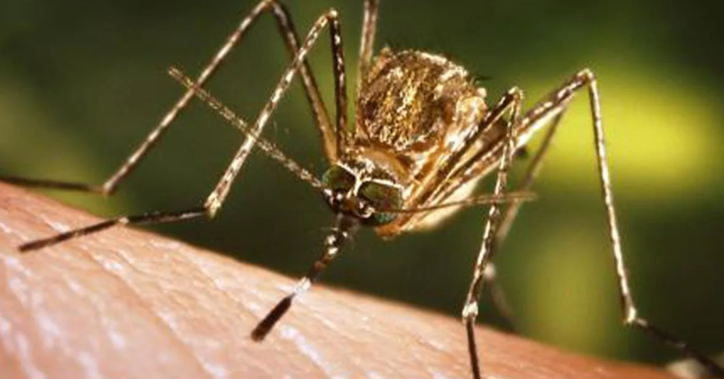 103 infected, 20 succumb to Japanese encephalitis