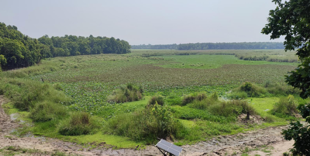 Scourge of climate change: Lakes in Shuklaphanta National Park drying up
