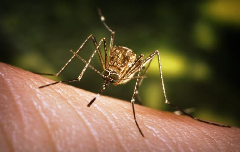 Japanese Encephalitis claims three in Nawalparasi