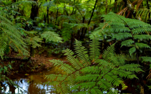 Sri Lanka launches task force to strengthen forest, wildlife protection