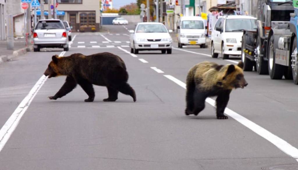 Japan deploys troops after wave of deadly bear attacks