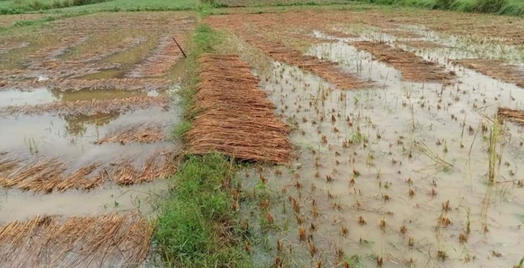 Gulmi sees loss of Rs 50 million in paddy crops from unseasonal rains