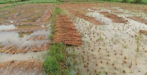 Gulmi sees loss of Rs 50 million in paddy crops from unseasonal rains