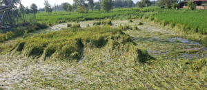 Unseasonal rainfall causes over 2 billion rupees in Damage in Koshi Province