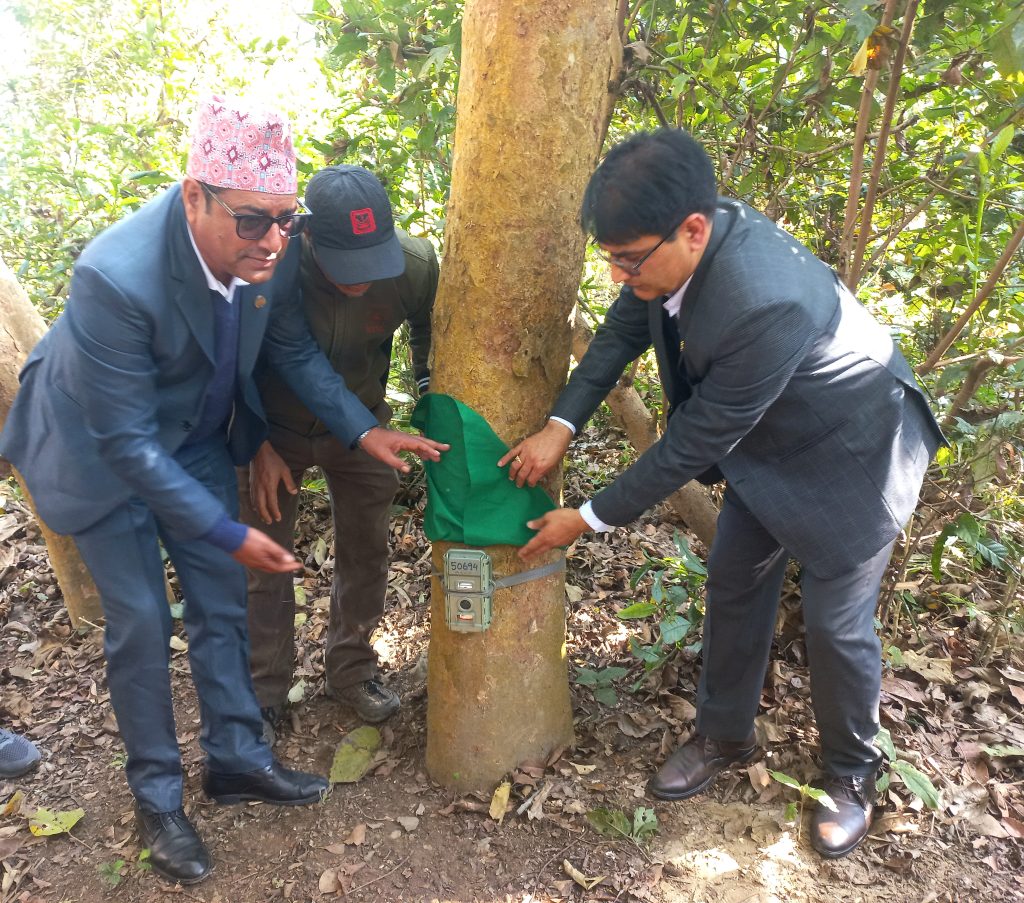 Tiger census commences in Nepal; 1,100 advanced cameras employed
