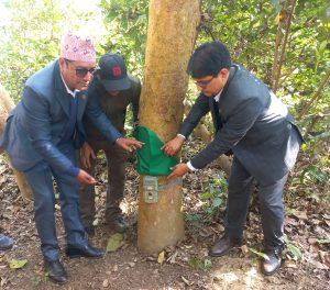 Tiger census commences in Nepal; 1,100 advanced cameras employed
