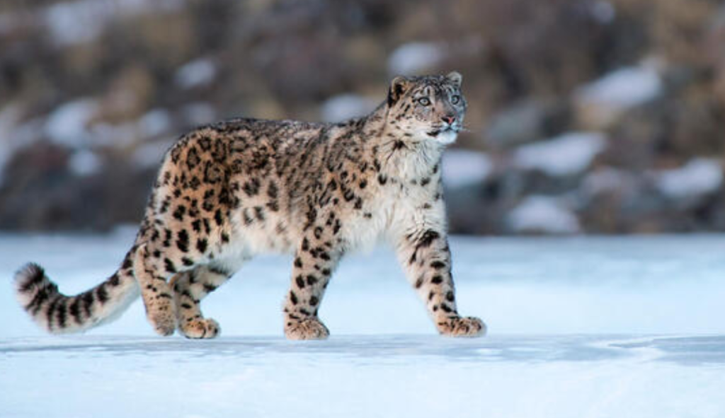 Counting of snow leopard begins in Mustang