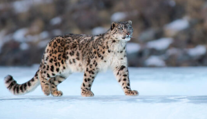 Counting of snow leopard begins in Mustang