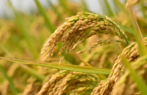 Paddy production projected to fall by 4.20 percent this year