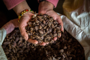 Lamjung earns over Rs 243 million from cardamom sales this FY