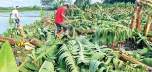 Farmers at a loss for lack of insurance for banana plantation