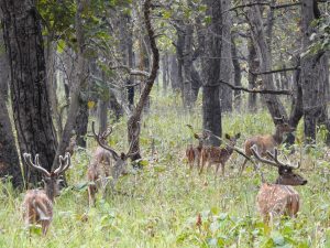 Over 2,600 people visit Shuklaphanta National Park in six months